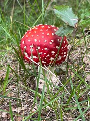 amanita muscaria fly mushroom