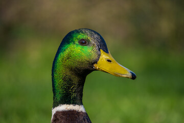 Portrait of beautiful green brown park duck
