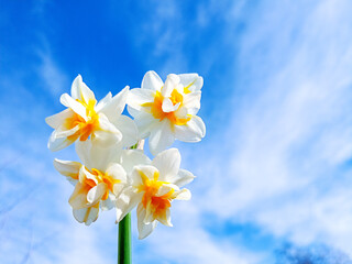 Narcissus on sunny sky background.