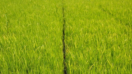 Green rice paddy field in Malaysia