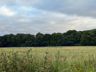 Fototapeta premium green field and sky