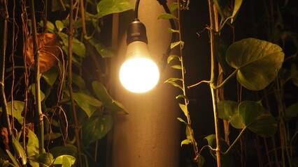 Light bulb in the forest