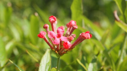 A beautiful bouvardia ternifolia in the garden
