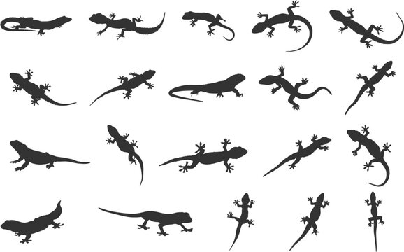 Lizard silhouette, Gecko lizard silhouette, Gecko silhouettes, Gecko lizard svg, Lizard svg, Gecko lizard clipart, Lizard vector set