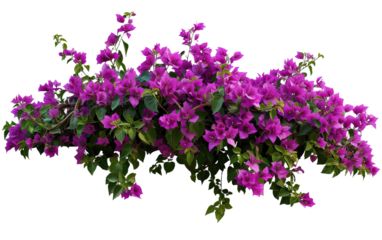 Purple Bougainvillea Tropical Flower Bush Climbing isolated on white or transparent background