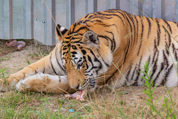 Dining tiger in Pride Park