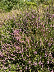 Obraz premium heather in the forest