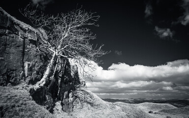Infrared image of bare tree in a quarry