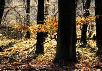 Wschód słońca w lesie, drzewa, liście. Złota jesień. Pomarańczowe liście. Bajoro w lesie....
