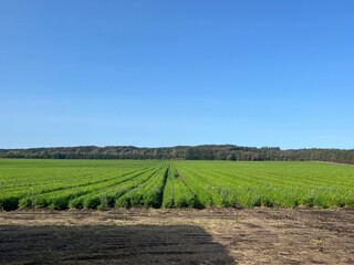 Fototapeta na wymiar rows of carrots in the field