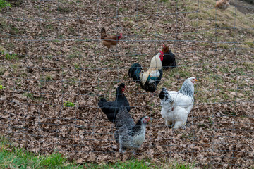 Chickens in a garden looking for food in the grass.
