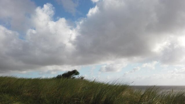 Danish coastline with dune grass