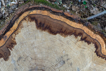 Cut tree trunk with circular cuts. typical winter colors. Presence of veins on the surface.