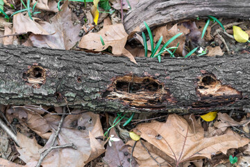 View from above of a trunk fallen from a tree and pierced in various places by the woodpecker.