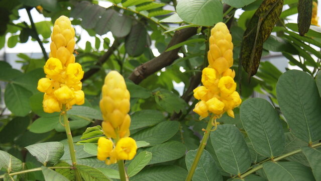 3 throttling gold or cassia alata in the garden