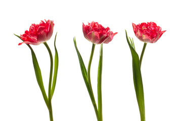 Pink peony tulips on a white background