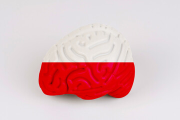 On a white background, a model of the brain with a picture of a flag - Poland