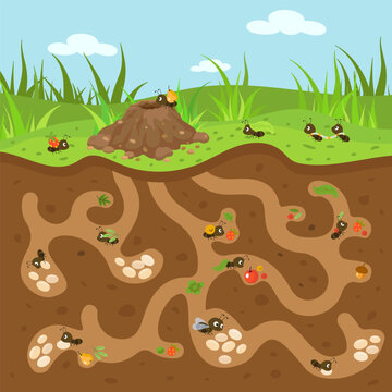 Cartoon anthill illustration. Cute tiny ants working and moving. Forest or garden wildlife, underground passages and hill. Nowaday vector nature scene