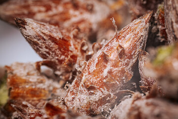 Pine buds healthy diet. A pile of pine buds