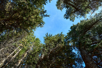Tree trunks stretch with green crowns into the blue sky.