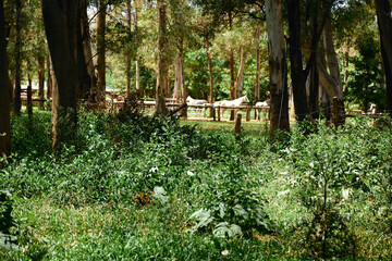 beautiful green forest