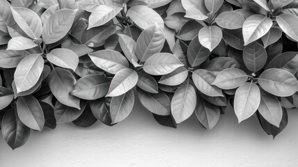 a black and white photo of a plant with leaves on it's sides and a white wall in the background.