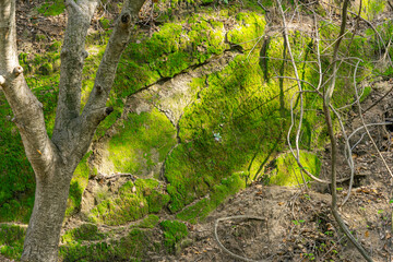 Green moss on a dirt wall with light and shadow