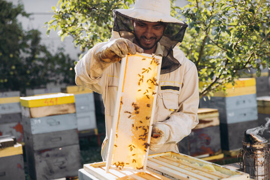 Beekeeper removing honeycomb from beehive. Person in beekeeper suit taking honey from hive. Farmer wearing bee suit working with honeycomb in apiary