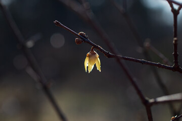 Yellow Chimonanthus salicifolia flower, early spring in the garden