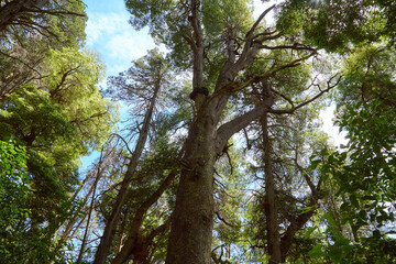 beautiful green forest