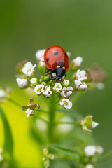 ladybug on leaf