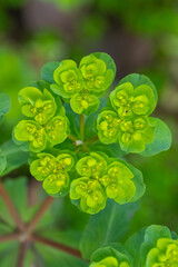 clover in the garden