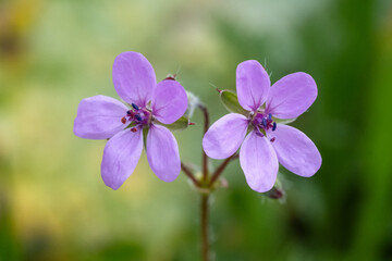 purple flowers in the garden