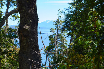 beautiful green forest with mountains in the background