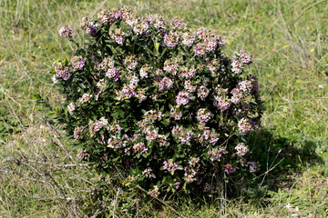 Daphne with purple flowers (Daphne sericea) is a shrubby species of flowering plant in the...