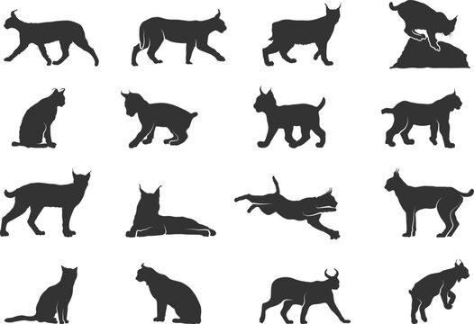 Lynx cat silhouettes, Lynx silhouette, Lynx svg, Lynx cat svg, Cat silhouettes, Lynx vector illustration