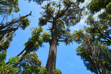 Fototapeta premium Tree trunks stretch with green crowns into the blue sky.
