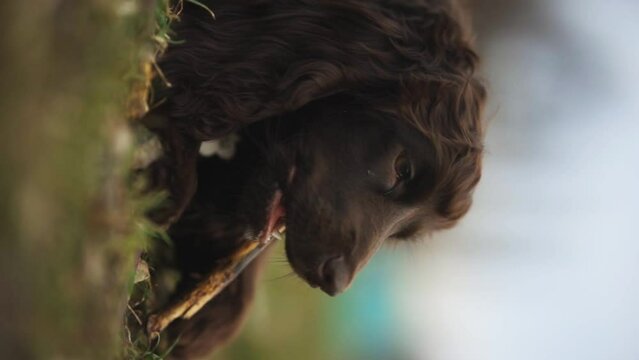 Young English Cocker Spaniel. Young dark brown English Cocker Spaniel lying on the grass and nibbling on a wooden stick. A English Cocker Spaniel lies on the grass in the park and gnaws on a stick.