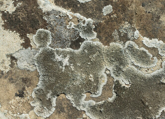 Various lichens with different colors on a stone