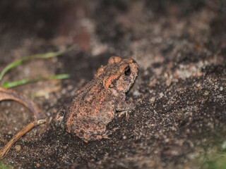 frog on the ground