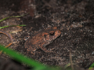 frog on the grass