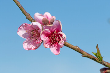 Flowers on a peach branch in early spring