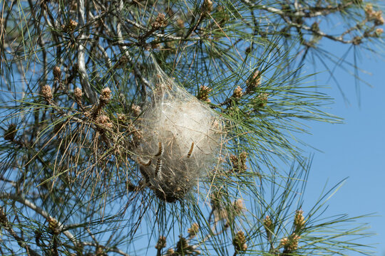 A cocoon of the pine processionary moth (Thaumetopoea pityocampa) hanged on a branch of pine tree