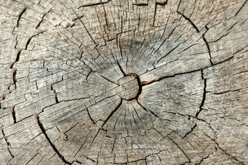 Fototapeta premium An aged cut pine trunk texture