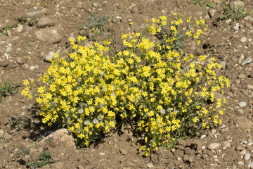 Coastal groundsel (Senecio vulgaris), in bloom in spring in a field. The groundsel and old-man-in-the-spring, is a flowering plant in the family Asteraceae.