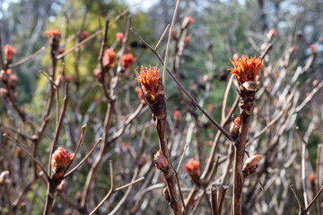 Peony treelike in spring. Young buds of a tree peony are swelled
