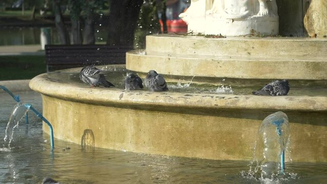 Pigeons bathe in the artesian fountain water.