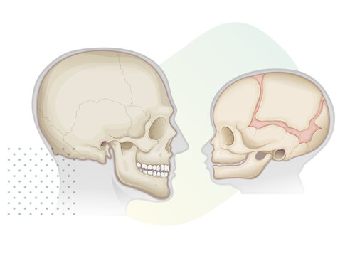Human Skull - Anatomy - Adult and Babies - Stock Illustration