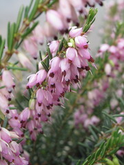 Zbliżenie na różowy kwiat rośliny z gatunku Erica © Kumulugma