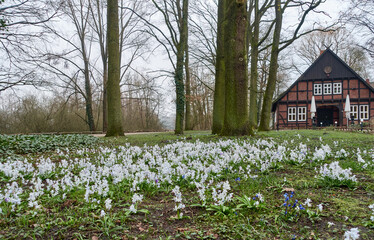 
Scilla Mischtschenkoana
Kaukasischer Blaustern
 